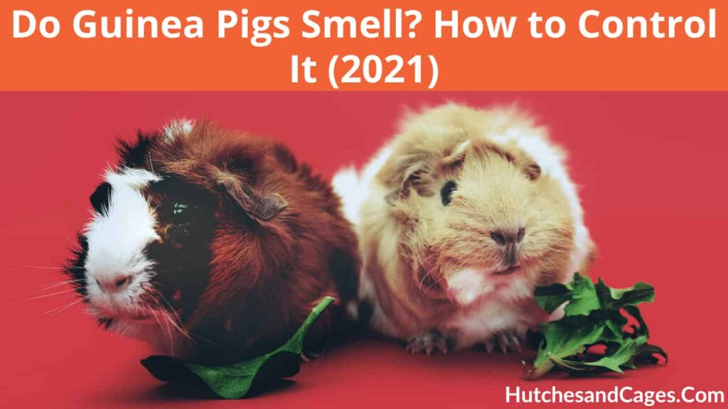 Do Guinea Pigs Smell
