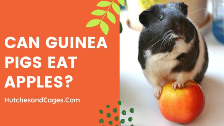 Can-Guinea-Pigs-Eat-Apples
