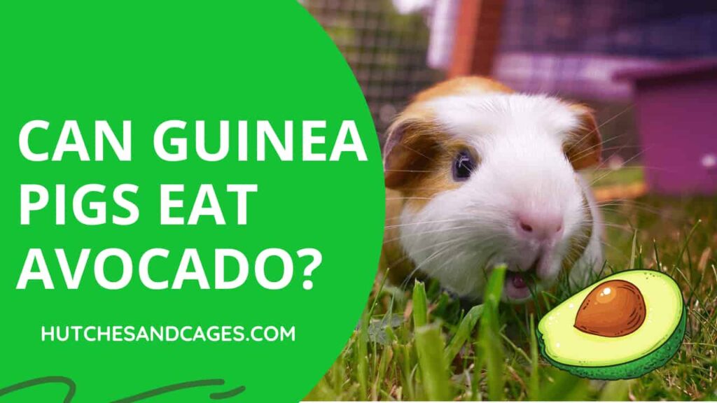 Can-Guinea-Pigs-Eat-Avocado