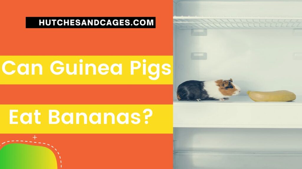 Can-Guinea-Pigs-Eat-Pumpkin