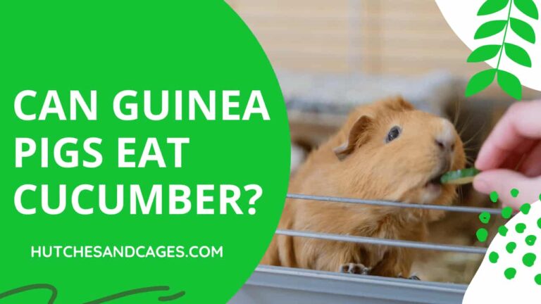 Can-Guinea-Pigs-Eat-Cucumber