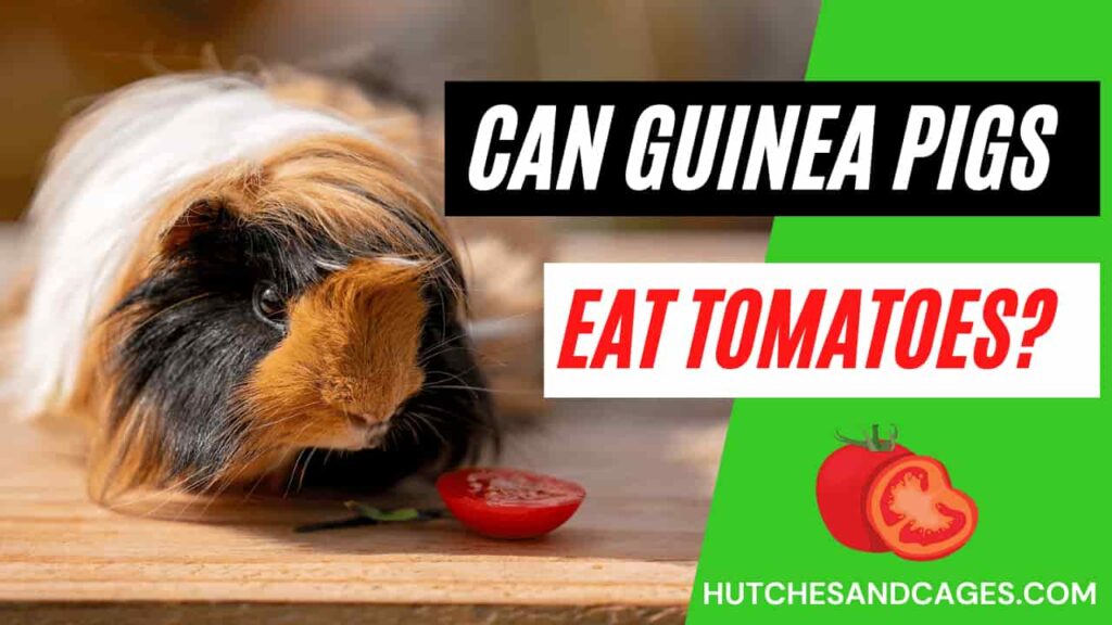 Can-Guinea-Pigs-Eat-Tomatoes