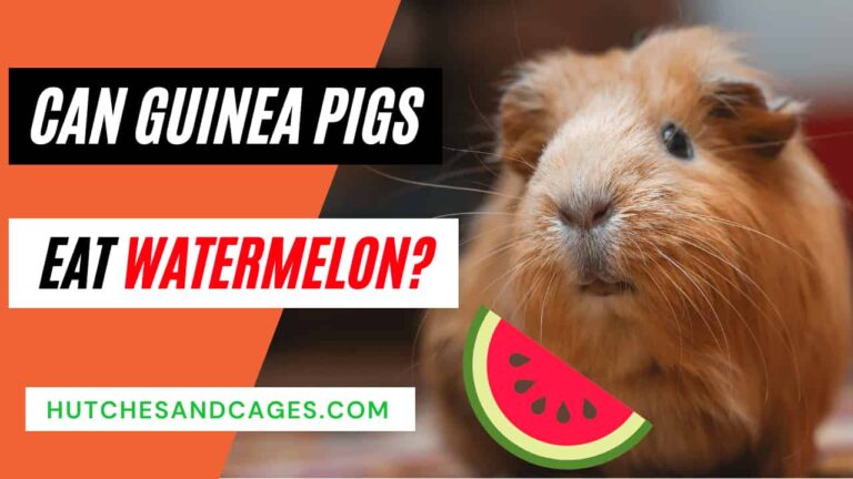 Can-Guinea-Pigs-Eat-Watermelon
