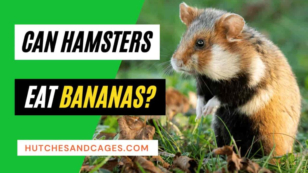 Can-Hamsters-Eat-Bananas