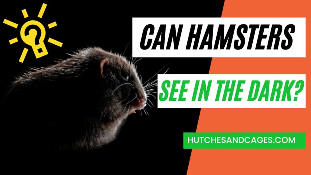 Can-Hamsters-See-in-The-Dark