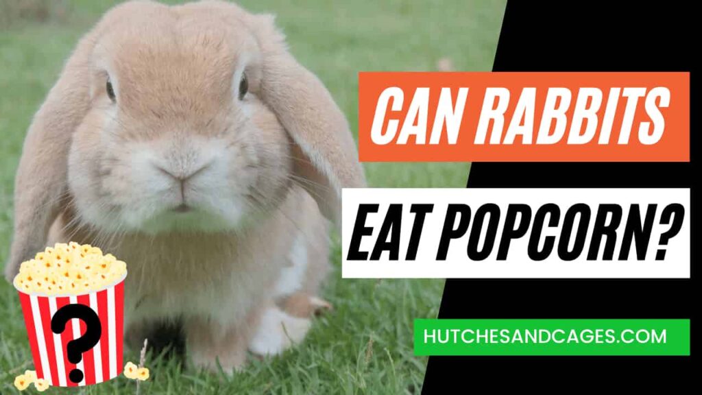 Can-Rabbits-Eat-Popcorn