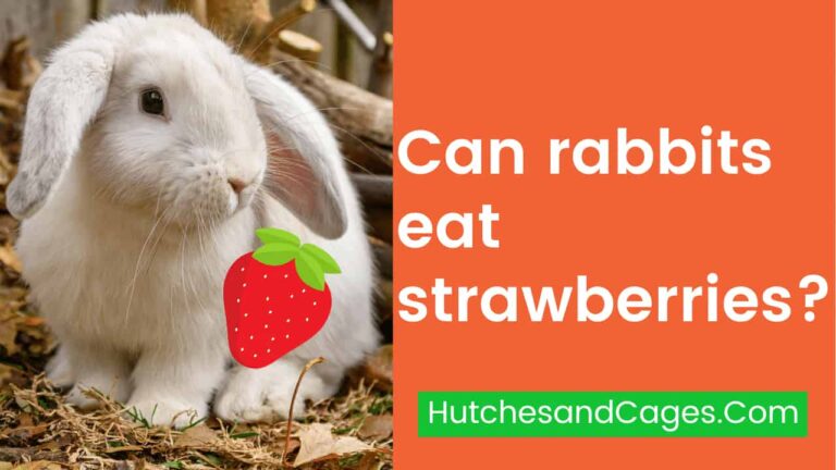 Can-Rabbits-Eat-Strawberries