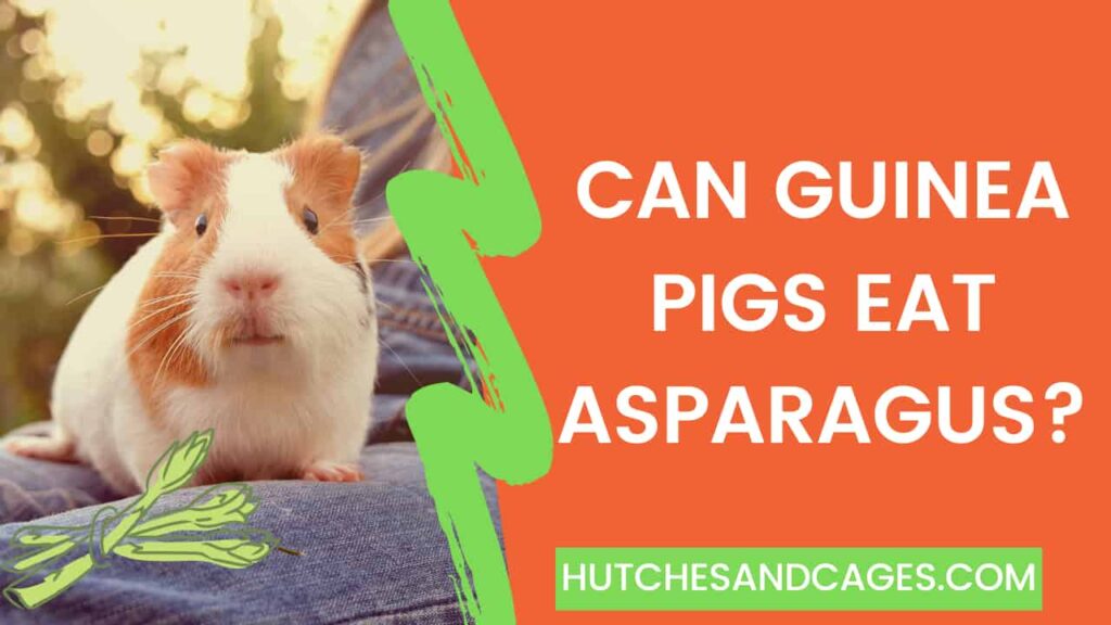 Can-Guinea-Pigs-Eat-Asparagus