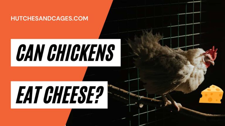 can-chickens-eat-cheese