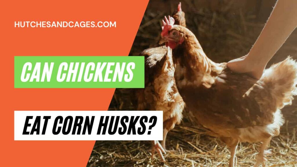can-chickens-eat-corn-husks