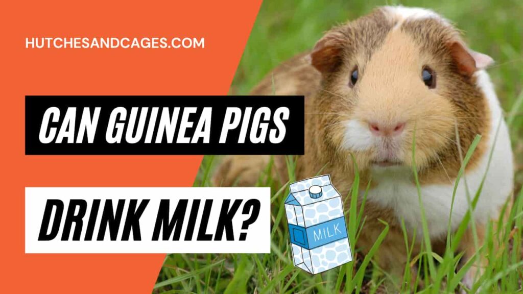 can-guinea-pigs-drink-milk