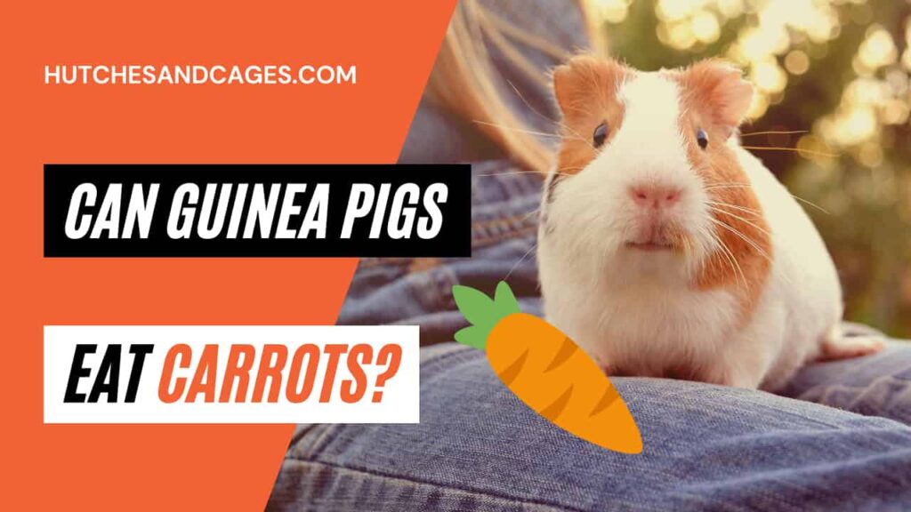 can-guinea-pigs-eat-carrots