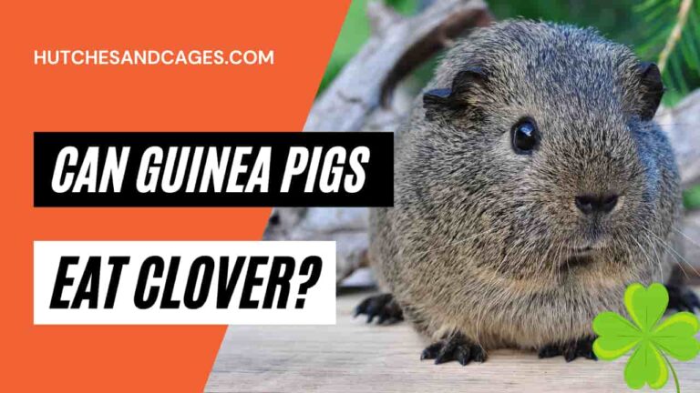 can-guinea-pigs-eat-clover