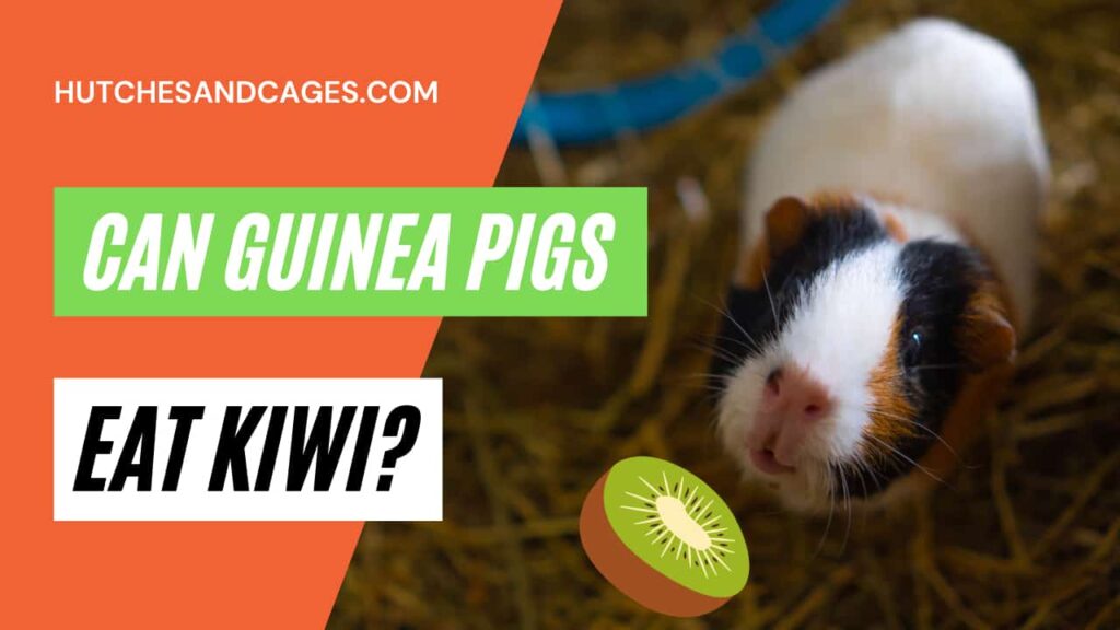 can-guinea-pigs-eat-kiwi