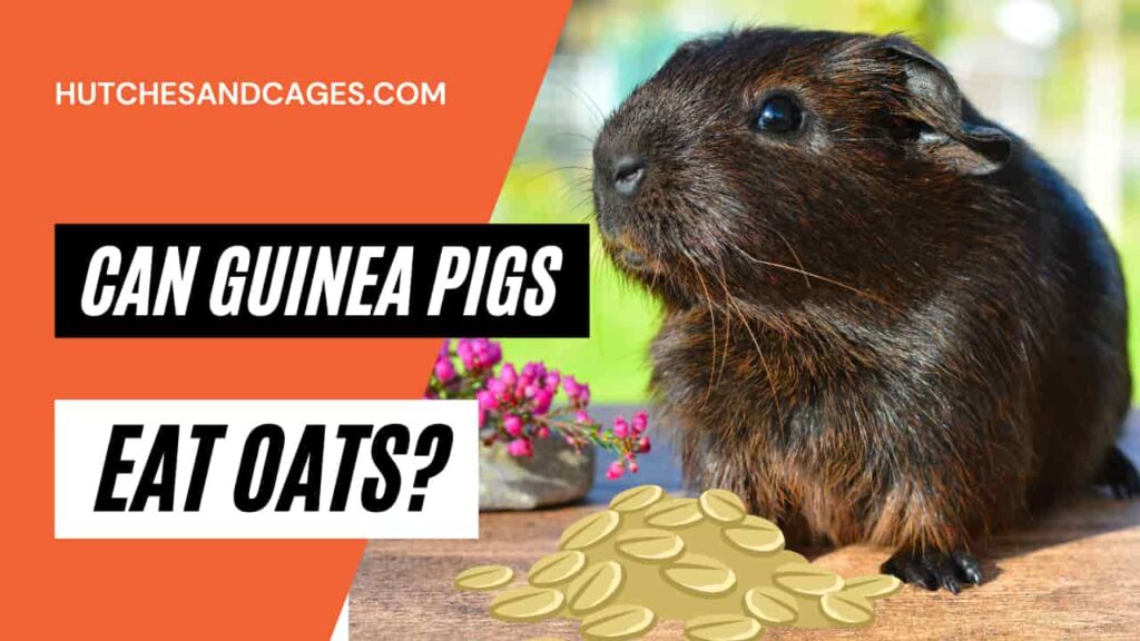 can-guinea-pigs-eat-oats