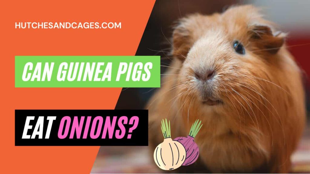 can-guinea-pigs-eat-onions