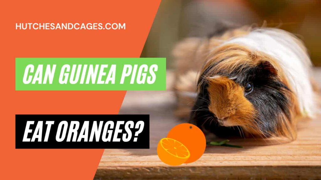 can-guinea-pigs-eat-oranges