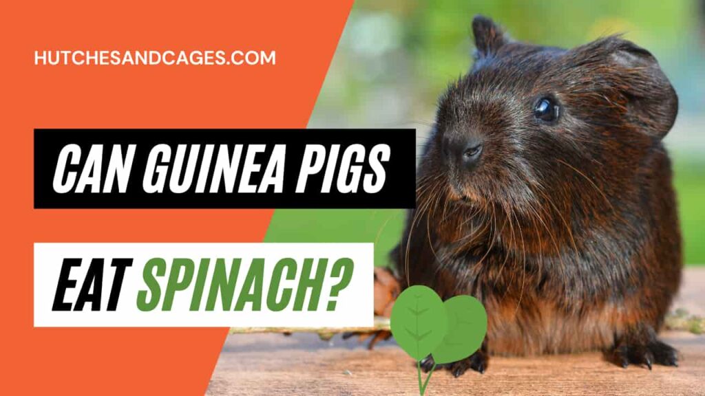 can-guinea-pigs-eat-spinach