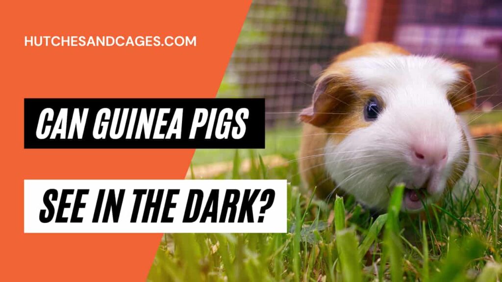 can-guinea-pigs-see-in-the-dark