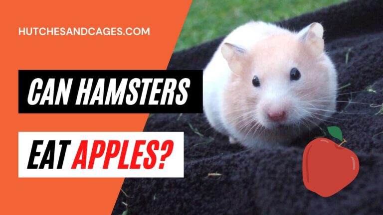 can-hamsters-eat-apples