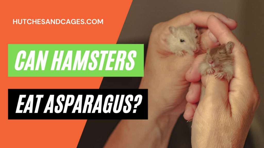 can-hamsters-eat-asparagus