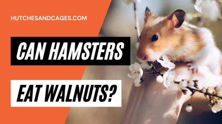 can-hamsters-eat-walnuts