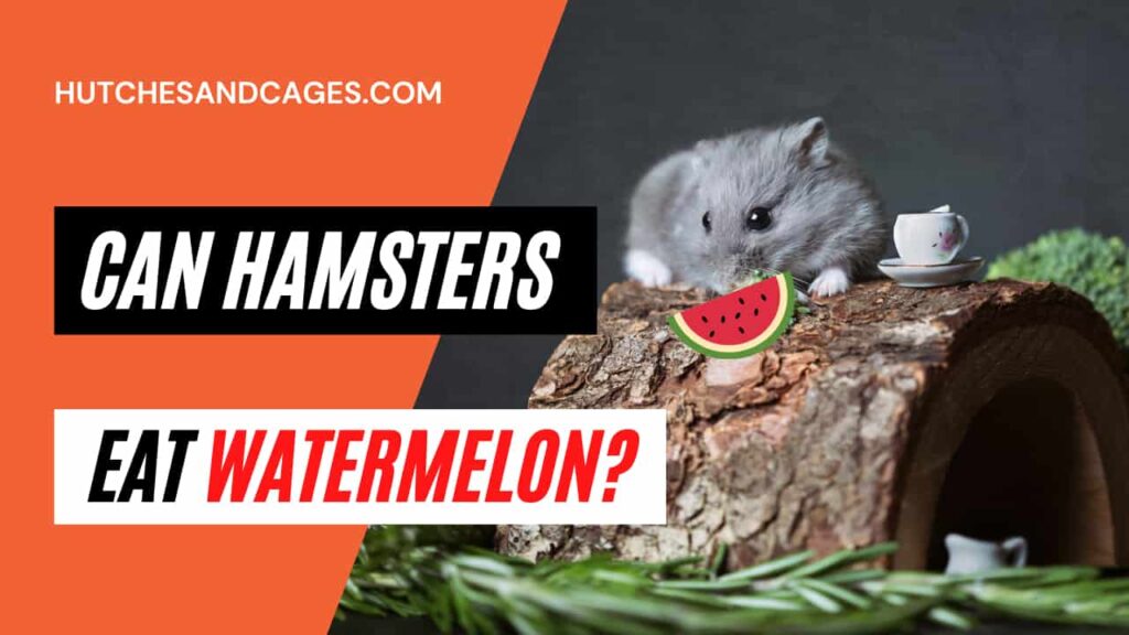 can-hamsters-eat-watermelon