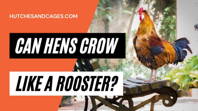 can-hens-crow-like-a-rooster