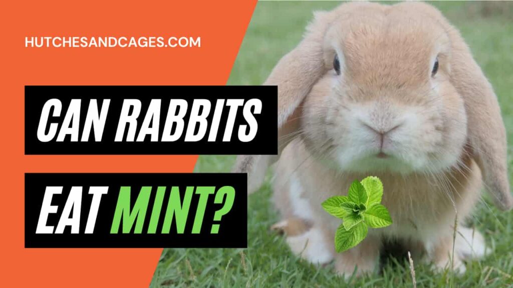 can-rabbits-eat-mint