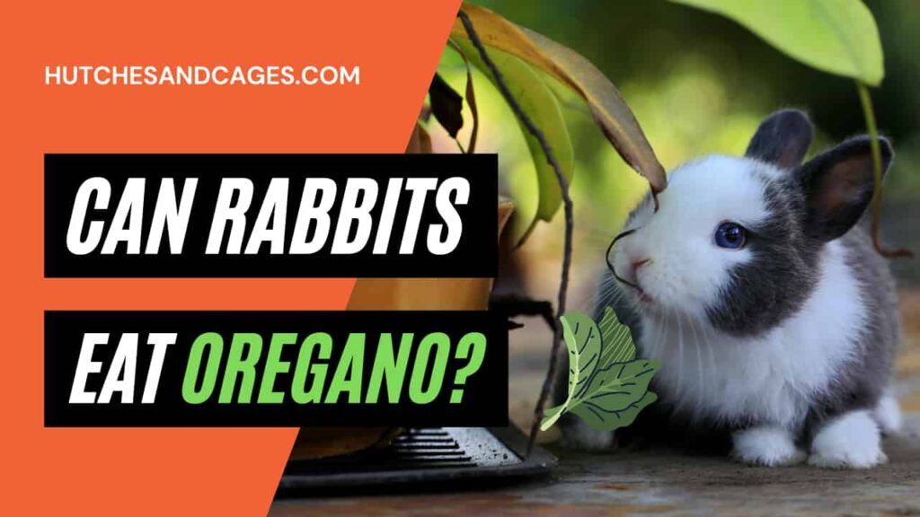 can-rabbits-eat-oregano