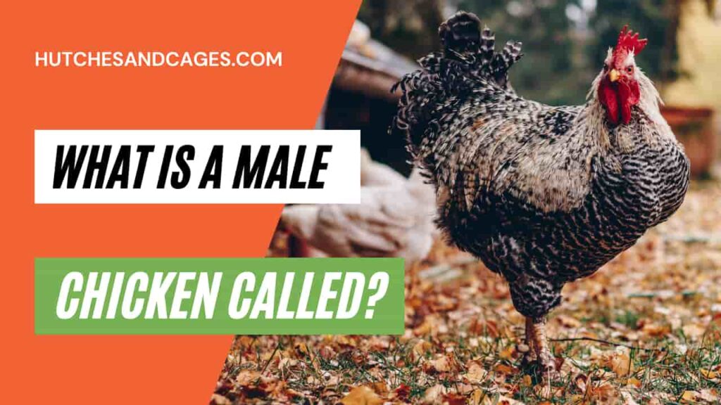 what-is-a-male-chicken-called