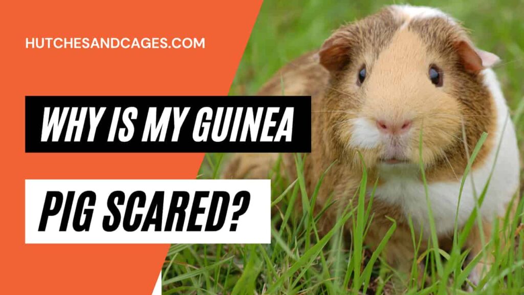 why-is-my-guinea-pig-scared