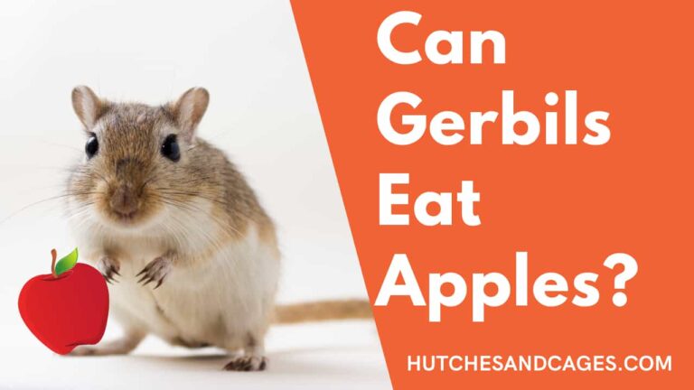 Can-Gerbils-Eat-Apples