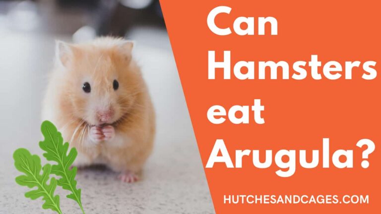 Can-Hamsters-Eat-Arugula