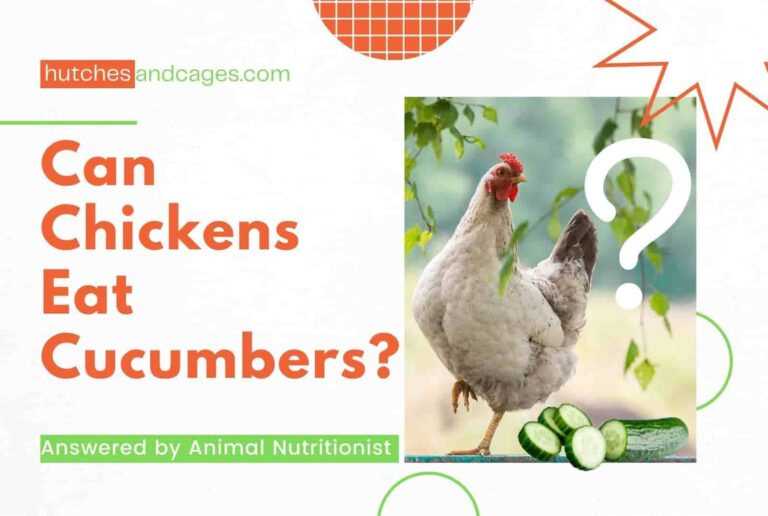 Can-Chickens-Eat-Cucumbers