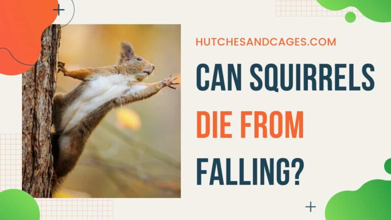 can-squirrels-die-from-falling
