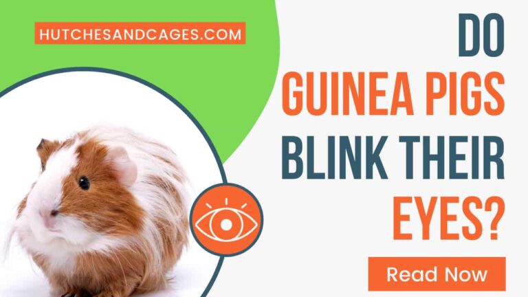 do-guinea-pigs-blink-their-eyes