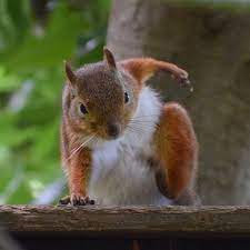 squirrel-landing-pose