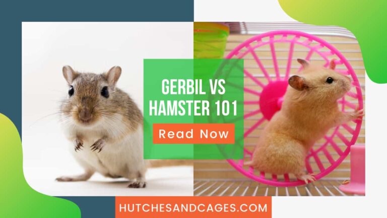 gerbil-vs-hamster-which-is-better-hamster-or-gerbil-as-a-pet