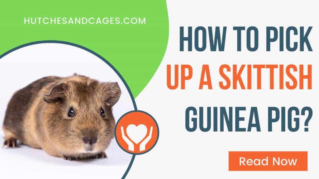 how-to-pick-up-a-skittish-guinea-pig