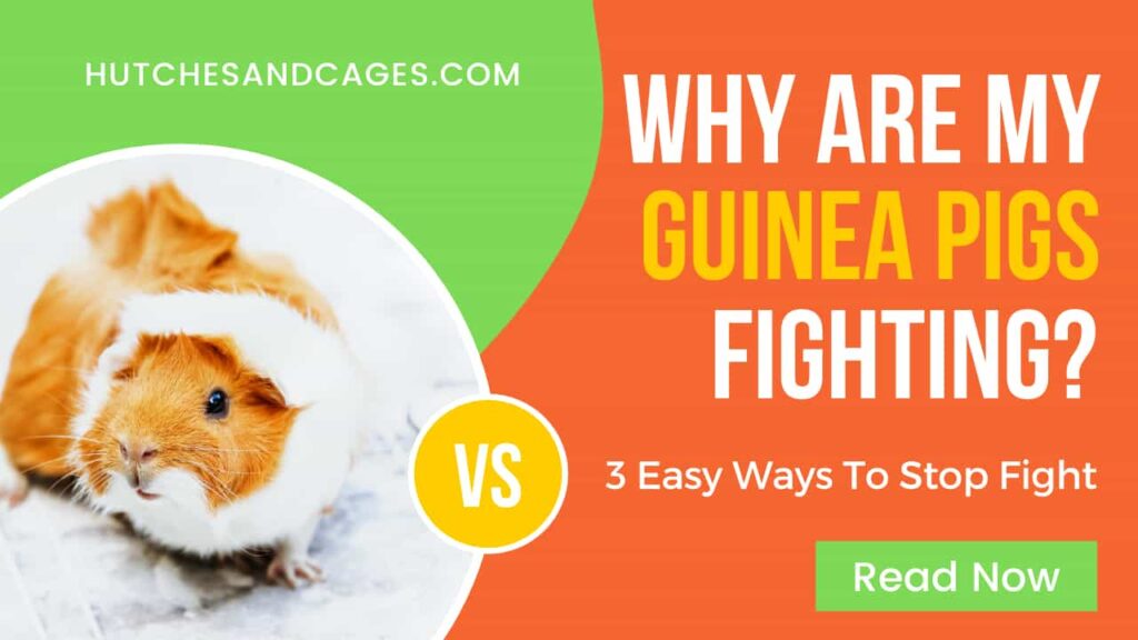 why-are-my-guinea-pigs-fighting