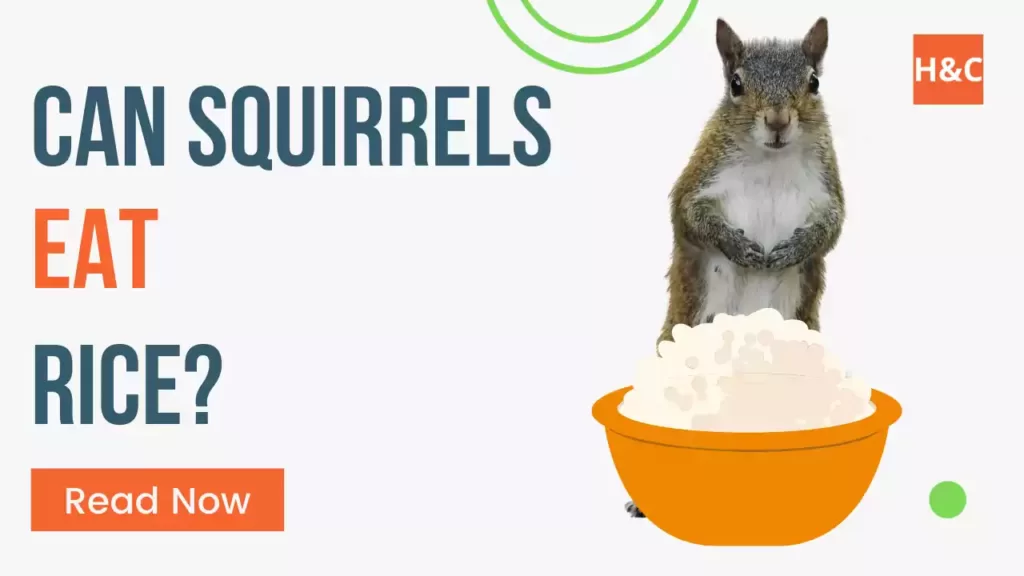 Can-Squirrels-Eat-Rice
