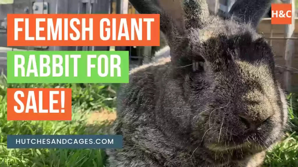 Flemish-Giant-Rabbit-For-Sale