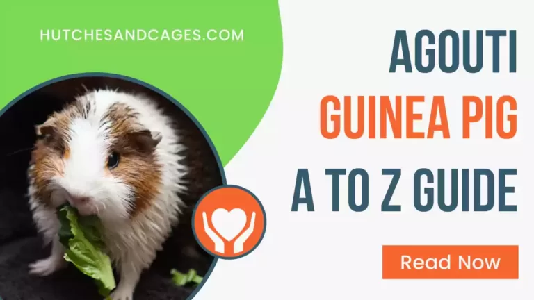 agouti-guinea-pig
