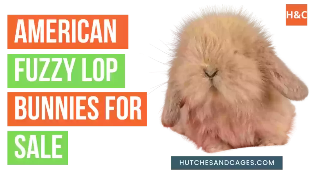 american-fuzzy-lop-bunnies-for-sale