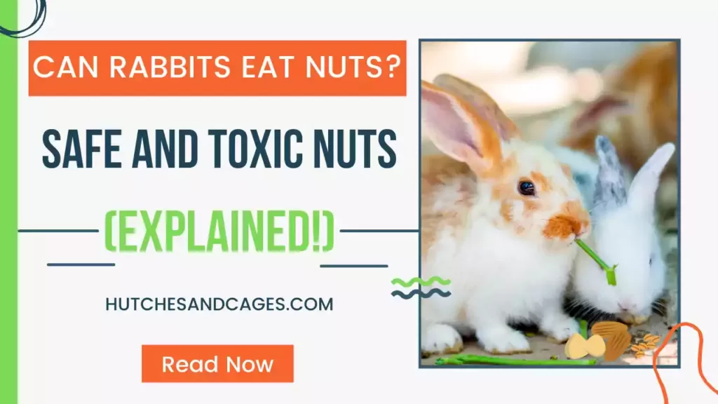 can-rabbits-eat-nuts