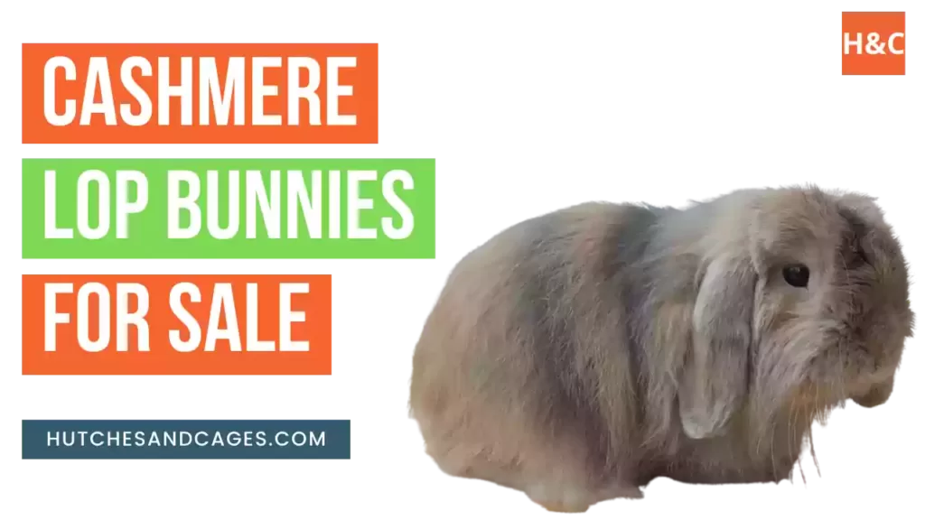 cashmere-lop-bunnies-for-sale
