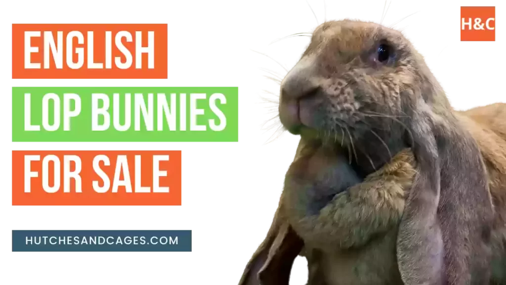 english-lop-bunnies-for-sale