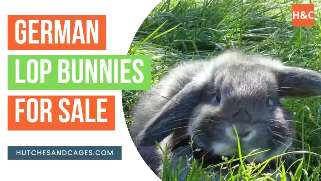 german-lop-bunnies-for-sale