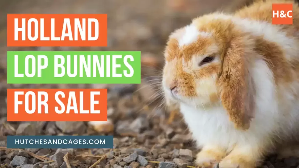 holland-lop-bunnies-for-sale